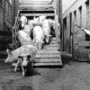 1955--Bellgrove--333--Pigs-at-Meat-Market-1955.jpeg--13302.jpg
